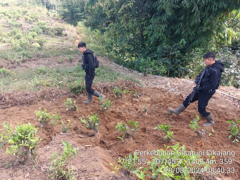 Sat Samapta Polres Garut Patroli Ke Perkebunan Teh