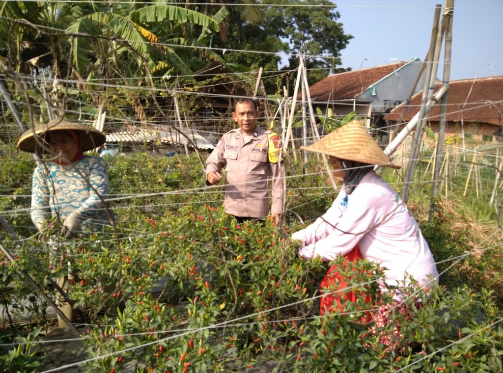 Bhabinkamtibmas Polsek Baros Sambang Ketahanan Pangan Petani Cabe di Cicadas Kaler Rw. 05