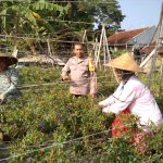 Bhabinkamtibmas Polsek Baros Sambang Ketahanan Pangan Petani Cabe di Cicadas Kaler Rw. 05