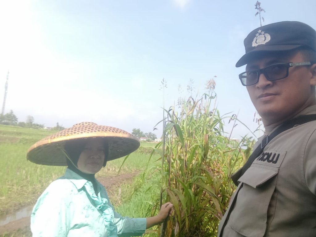 Bhabinkamtibmas Polsek Cibeureum Sambang Ketahanan Pangan Petani jagung dan sorgum