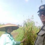 Bhabinkamtibmas Polsek Cibeureum Sambang Ketahanan Pangan Petani jagung dan sorgum