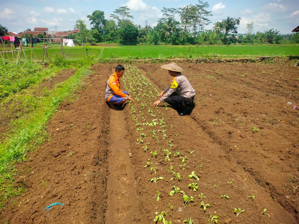 Bhabinkamtibmas Sudajayahilir Dorong Petani Cibodas manfaatkan lahan untuk  Swasembada pangan