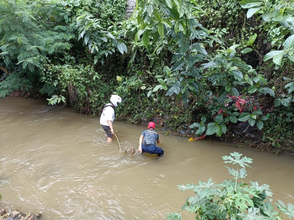 Polsek Sukaraja mengevakuasi ular piton sepanjang tiga meter