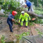 Polsek Sukalarang Sigap Tangani Pohon Tumbang Akibat Hujan dan Angin Kencang