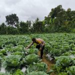 Polsek Sukaraja Melaksanakan Pengecekan Ketahanan Pangan di Desa Sukamekar