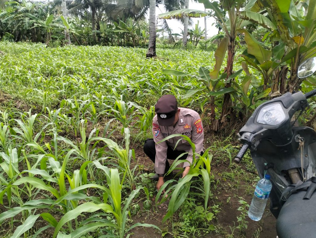 Polsek Pameungpeuk Monitor Program Ketahanan Pangan di Kebun Jagung