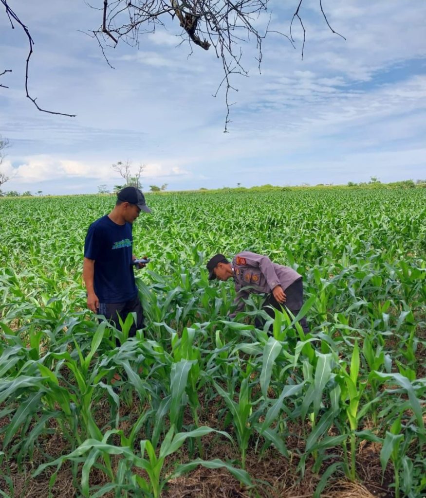 Bhabinkamtibmas Polsek Cikelet Monitoring Ketahanan Pangan Jagung