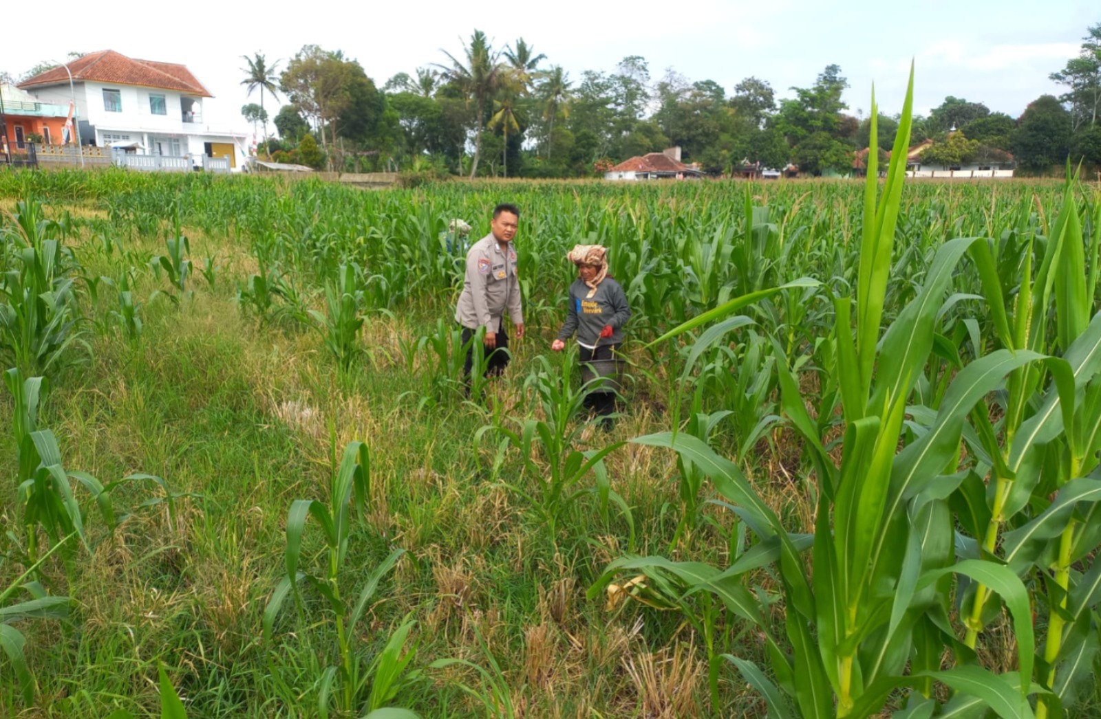 Dukung Ketahanan Pangan, Polsek Banyuresmi Dampingi Kelompok Tani Rawat Tanaman Jagung