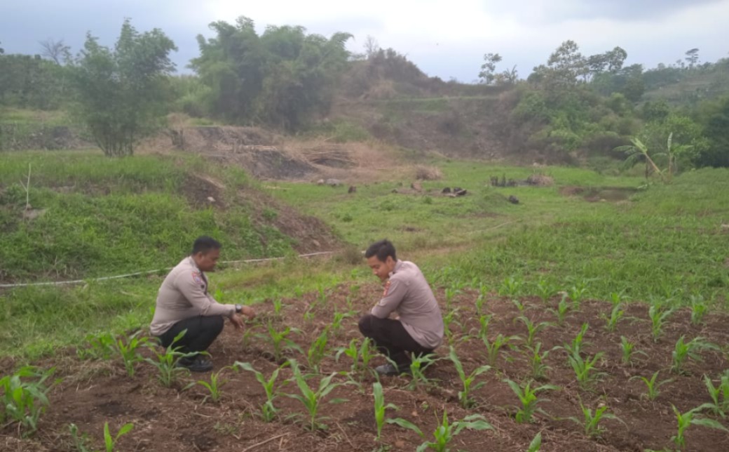 Polsek Leles Rawat Lahan Jagung 1 Hektar, Wujud Nyata Dukungan Ketahanan Pangan