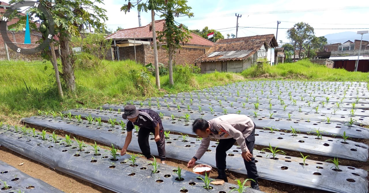 Polsek Pasirwangi Laksanakan Pemupukan Tanaman Jagung Binaan Polri di Lahan Non-LBS, Dukung Program Ketahanan Pangan Nasional