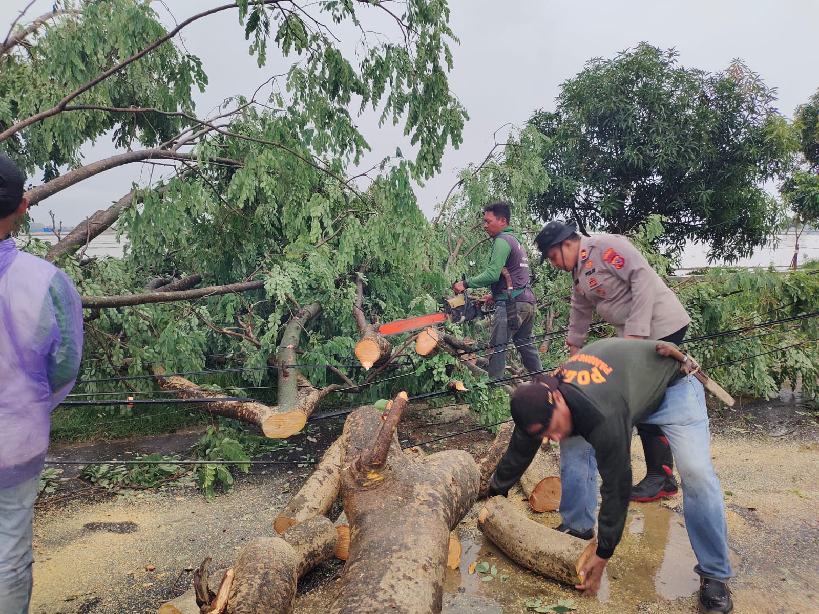 Polisi Bergerak Cepat Tangani Pohon Tumbang Akibat Angin Kencang