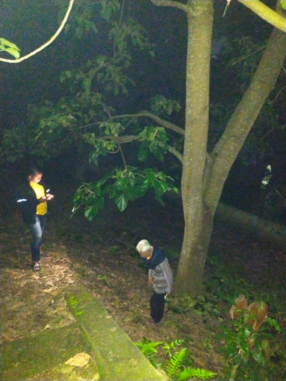 Polsek Karangpawitan Evakuasi Korban Jatuh dari Pohon Muncang