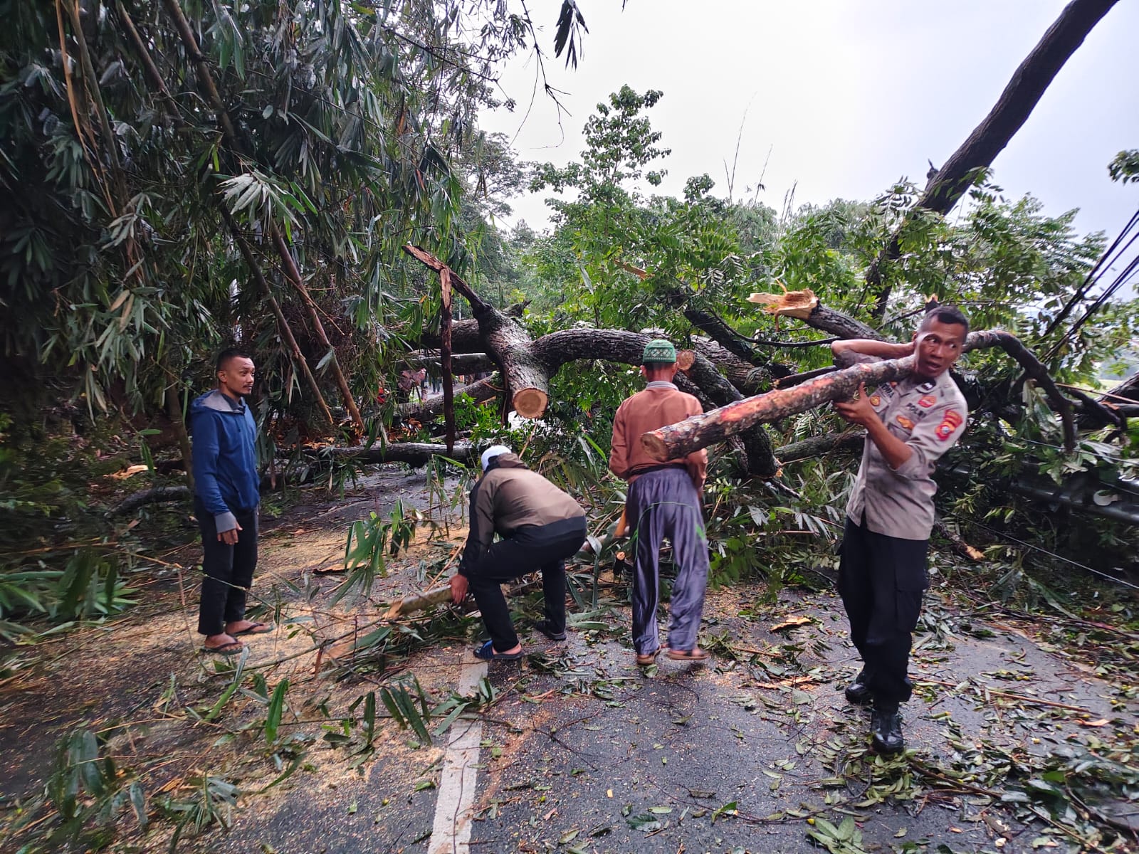 Pohon Tumbang di Jalan Cagak Subang, Tutup Badan Jalan Tiga Pengendara Motor Luka-luka, Polisi Segera Bantu Evakuasi