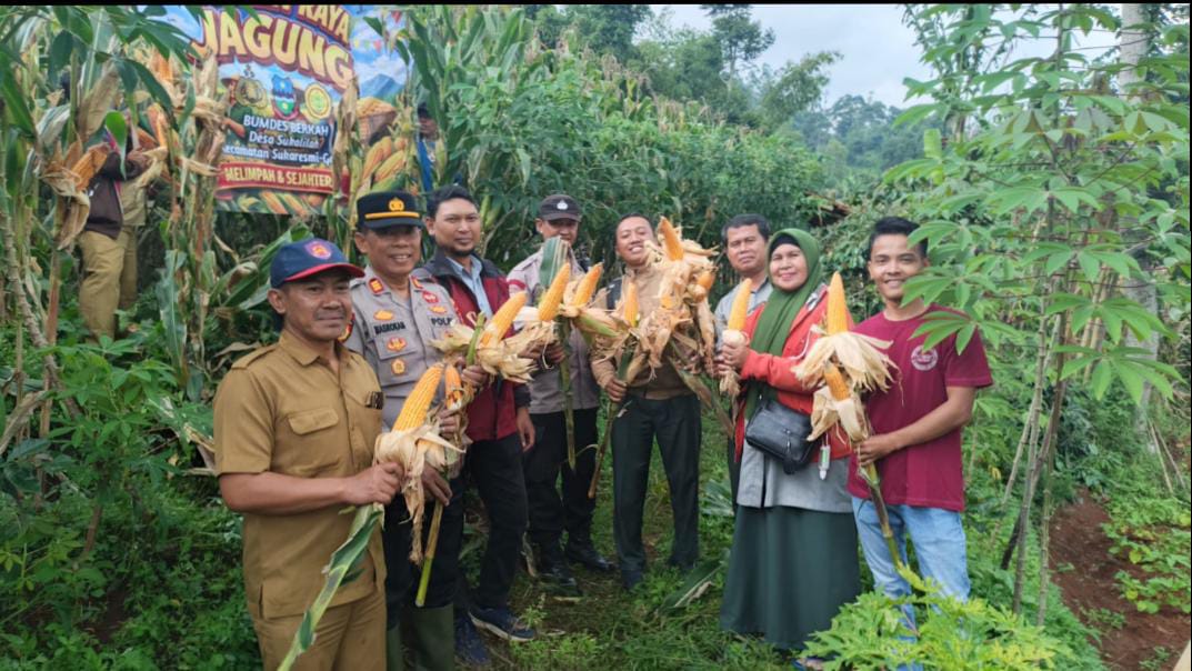 Panen Perdana Jagung Desa Sukalilah: Sinergi TNI–Polri dan Rakyat Desa dalam Menjaga Ketahanan Pangan Nasional