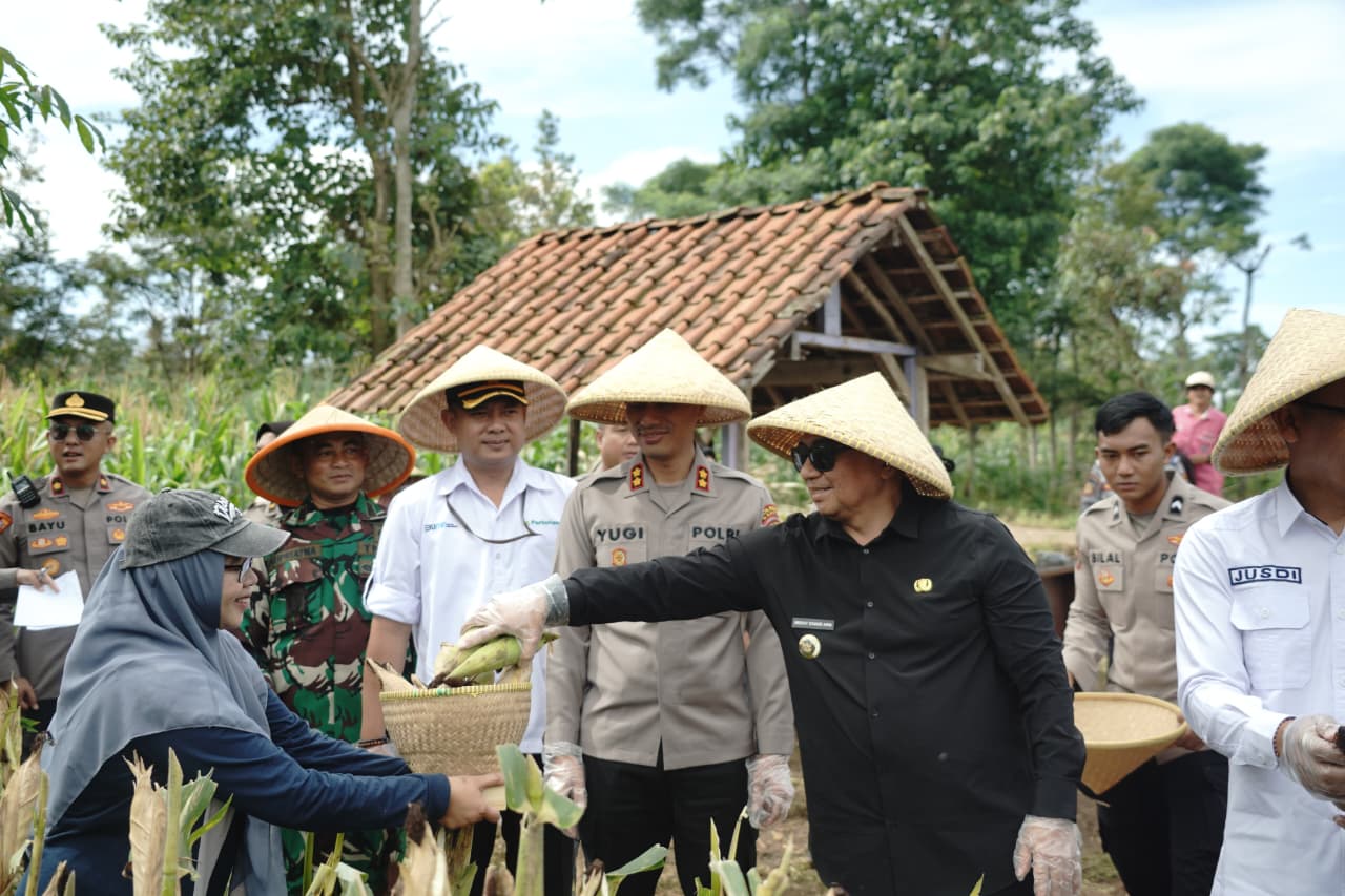 Polres Garut Panen Raya Jagung Bersama Forkopimda, Wujud Nyata Dukung Swasembada Pangan