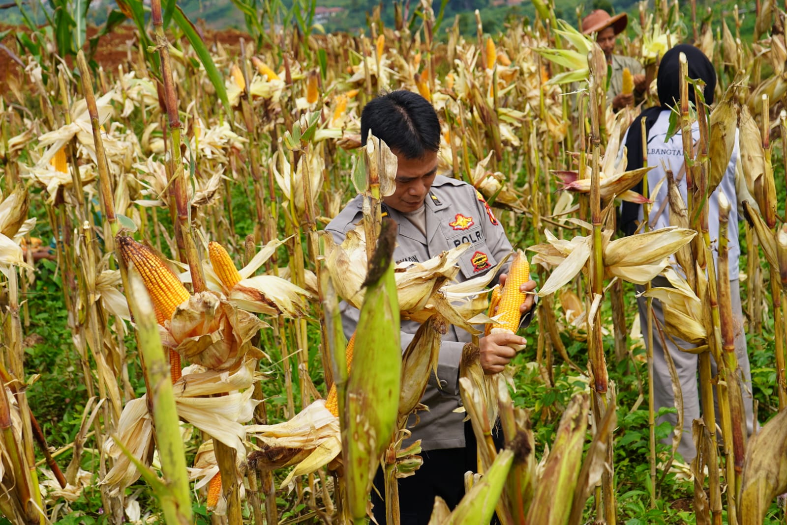 Polsek Cileunyi bersama Kelompok Tani gelar Panen Jagung Serentak, Dukung Ketahanan dan Swasembada Pangan 2026