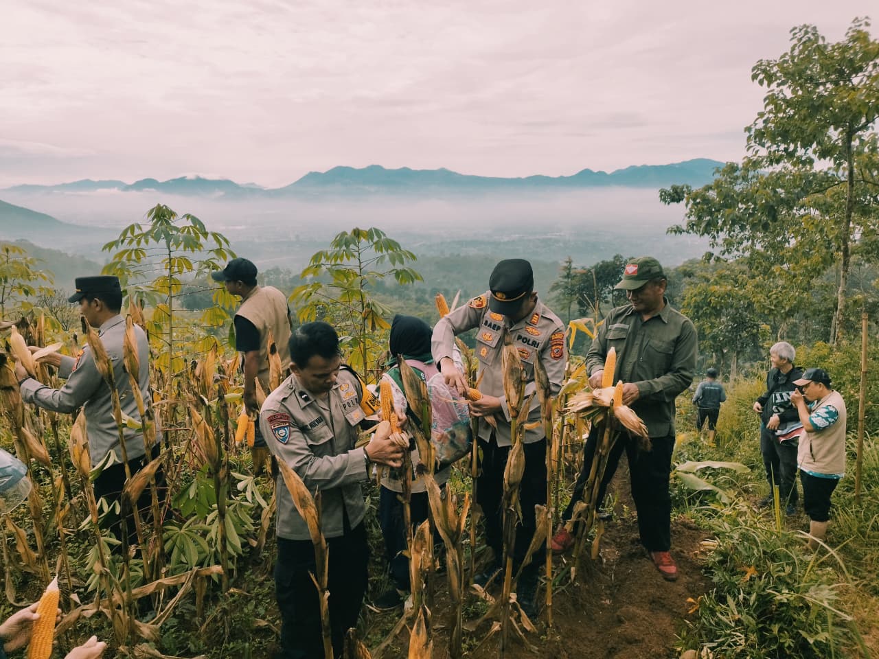 Dukung Ketahanan Pangan Nasional, Polsek Cileunyi Gelar Panen Raya Jagung Kuartal IV Tahun 2025