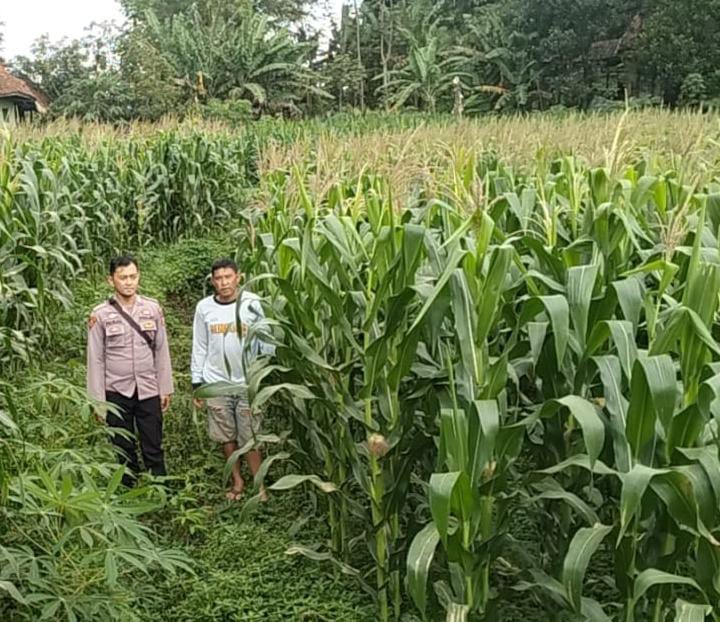 Polsek Kadungora Dampingi Kelompok Tani, Jagung Lahan Binaan Polri Tumbuh Subur
