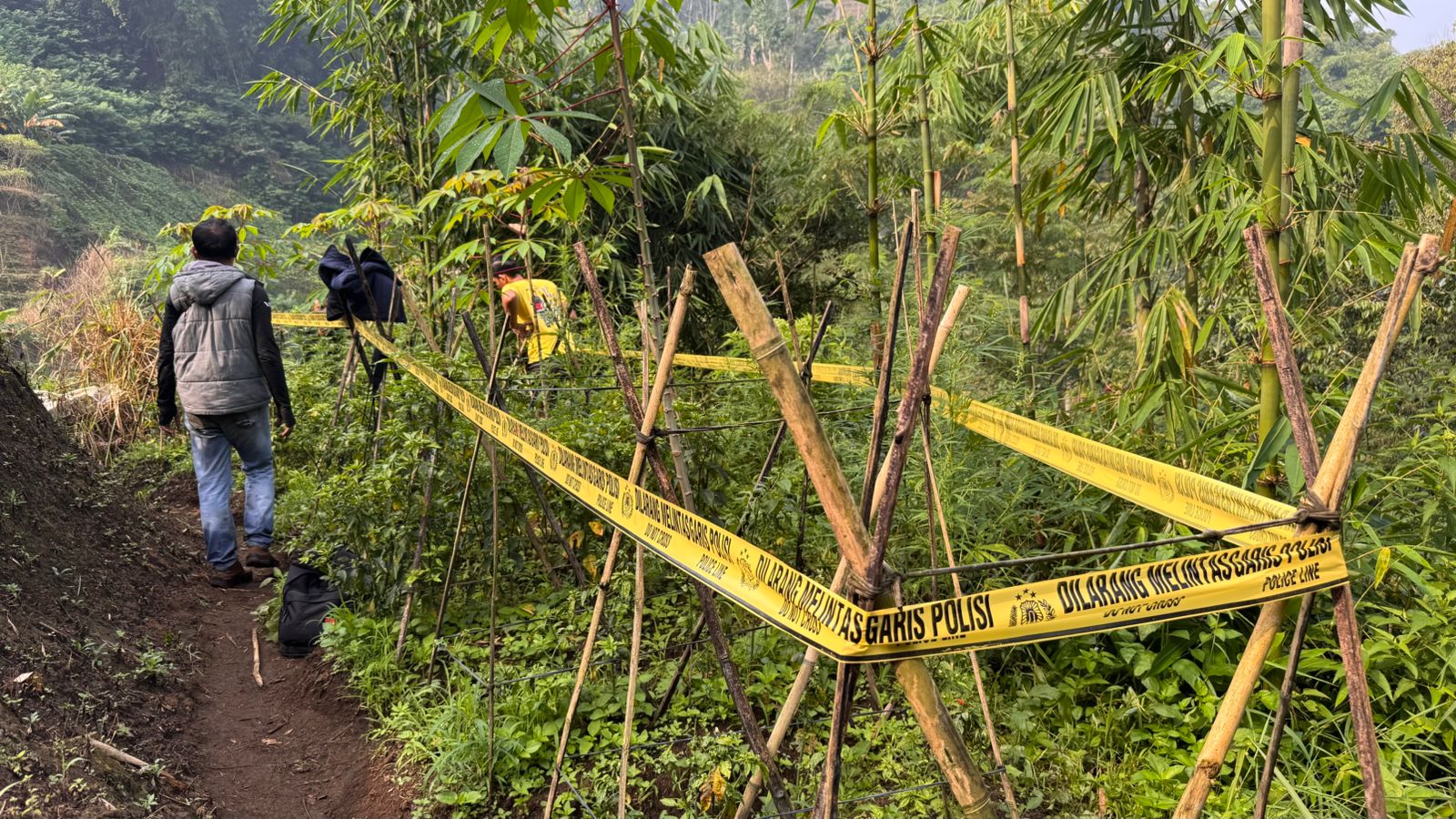 Polres Garut Temukan 11 Batang Tanaman Diduga Ganja di Sucinaraja, Pelaku Masih Diburu