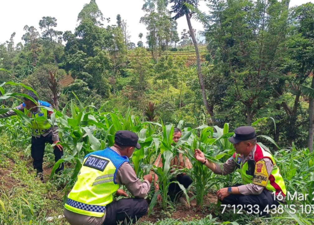Dukung Ketahanan Pangan, Polsek Pasirwangi Pantau Lahan Jagung Binaan di Garut