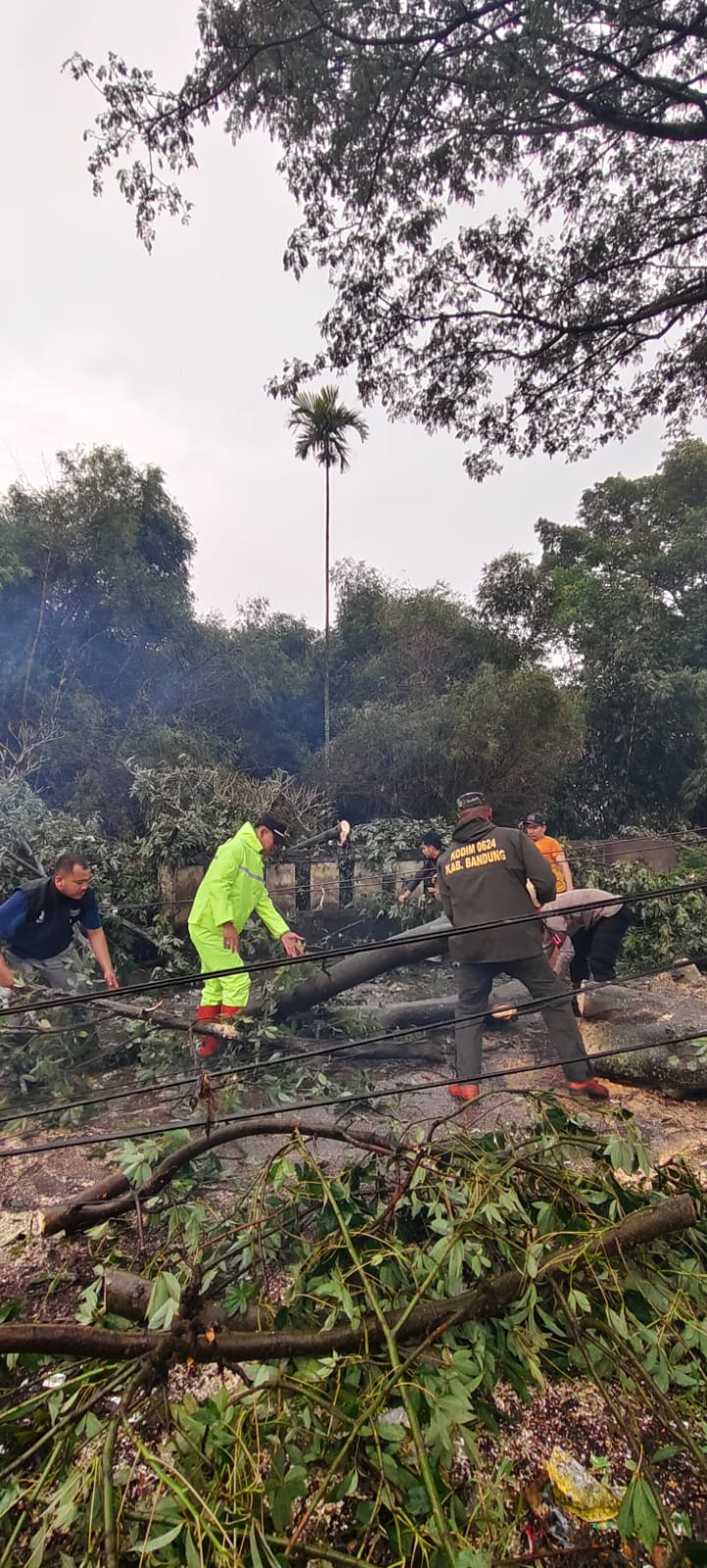 Gerak Cepat Polisi Evakuasi Pohon Tumbang, Arus Lalu Lintas Kembali Normal