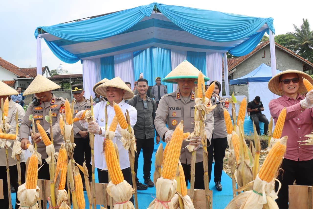Polres Garut Gelar Panen Raya Jagung Serentak, Wujud Nyata Dukung Swasembada Pangan Nasional 2026 Polres Garut Gelar Panen Raya Jagung Serentak, Wujud Nyata Dukung Swasembada Pangan Nasional 2026