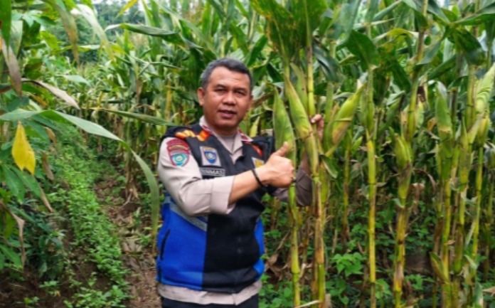 Dukung Ketahanan Pangan Nasional, Bhabinkamtibmas Polsek Pasirwangi Monitoring Lahan Jagung Binaan Polri