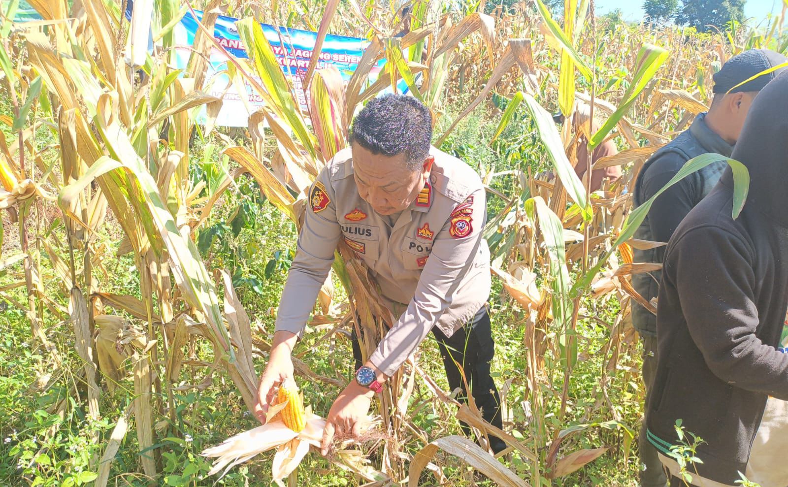 Dari Lahan ke Bulog, Polri Kawal Penyerapan Hasil Panen Jagung Petani Garut Dari Lahan ke Bulog, Polri Kawal Penyerapan Hasil Panen Jagung Petani Garut