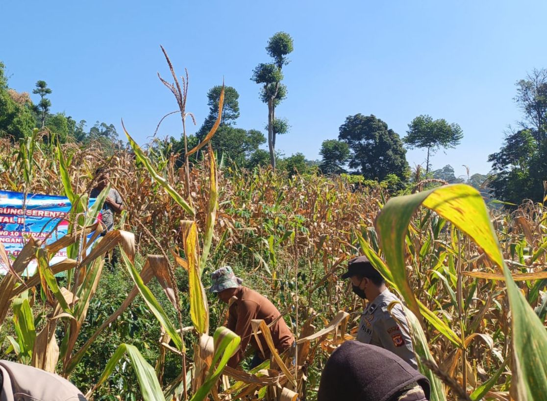 Polri Kawal Penyerapan Hasil Panen Jagung Petani Garut Polri Kawal Penyerapan Hasil Panen Jagung Petani Garut