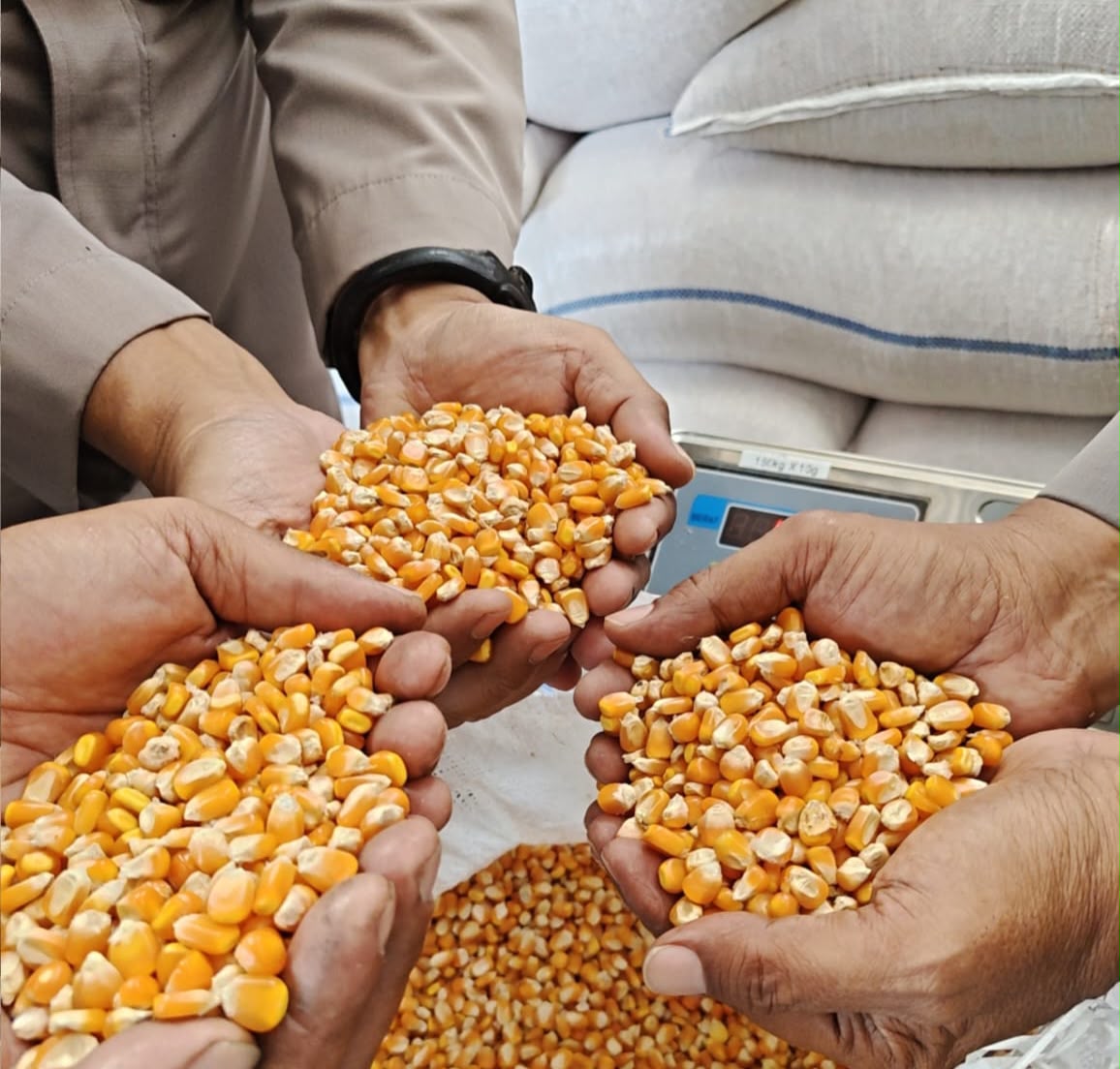 4 Ton Jagung Petani Cibalong Diserap Bulog, Polri Hadir Dukung Ketahanan Pangan 4 Ton Jagung Petani Cibalong Diserap Bulog, Polri Hadir Dukung Ketahanan Pangan