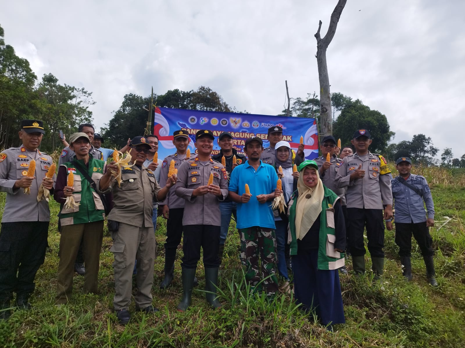 Polsek Cileunyi bersama Kelompok Tani Gelar Panen Jagung Serentak, Dukung Ketahanan Pangan dan Program Swasembada Nasional