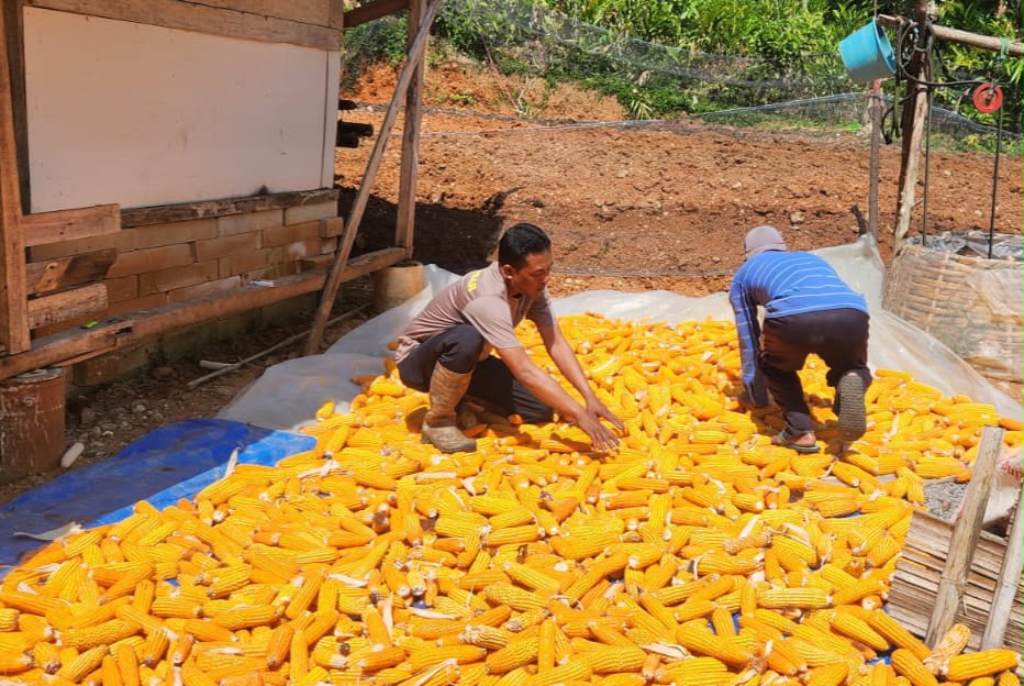 Polsek Banjarwangi Kawal Pasca Panen Jagung, Wujud Nyata Komitmen Ketahanan Pangan Polres Garut Polda Jabar. Polsek Banjarwangi Kawal Pasca Panen Jagung, Wujud Nyata Komitmen Ketahanan Pangan Polres Garut Polda Jabar.