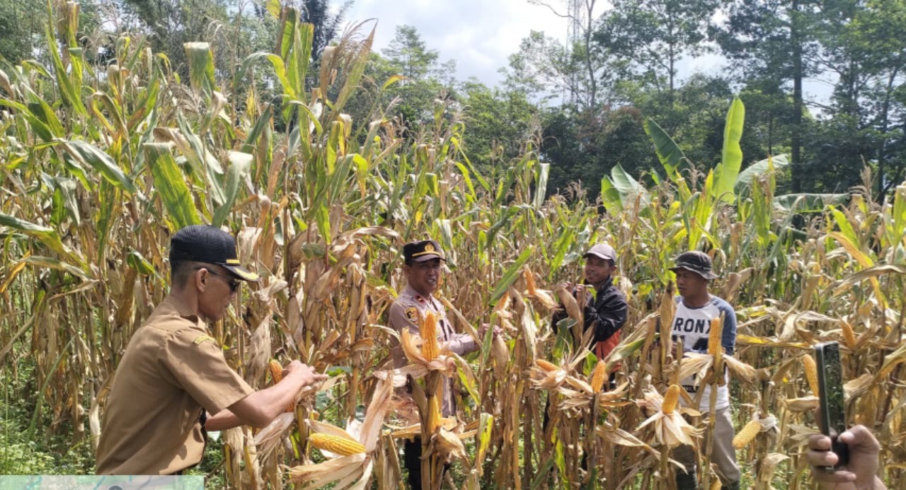 Polsek Banjarwangi Panen Jagung Kuartal II, Wujud Nyata Dukungan Ketahanan Pangan Nasional Polsek Banjarwangi Panen Jagung Kuartal II, Wujud Nyata Dukungan Ketahanan Pangan Nasional