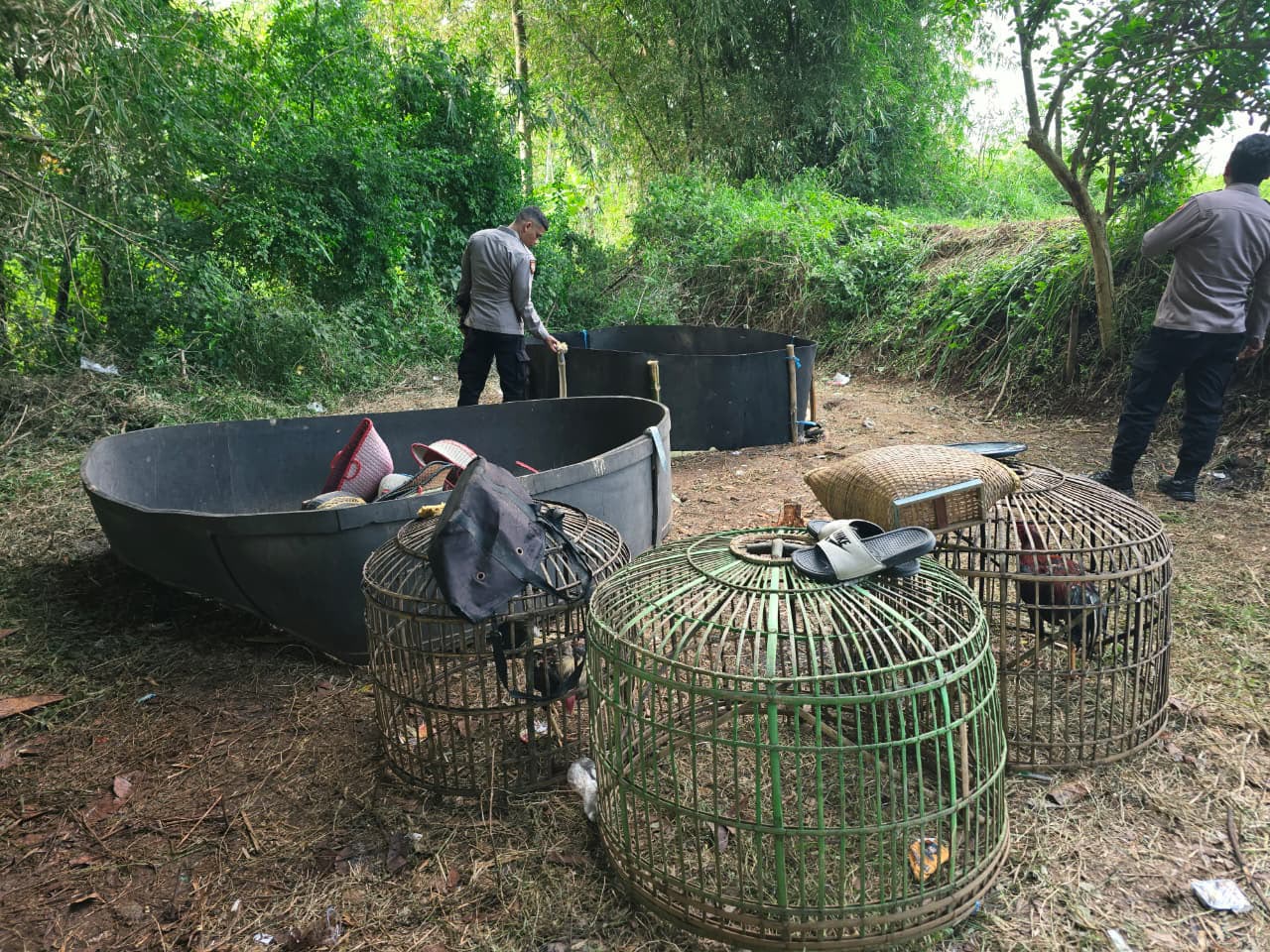Arena Sabung Ayam di Kebun Bambu Digerebek Polisi, Sejumlah Barang Bukti Diamankan Arena Sabung Ayam di Kebun Bambu Digerebek Polisi, Sejumlah Barang Bukti Diamankan