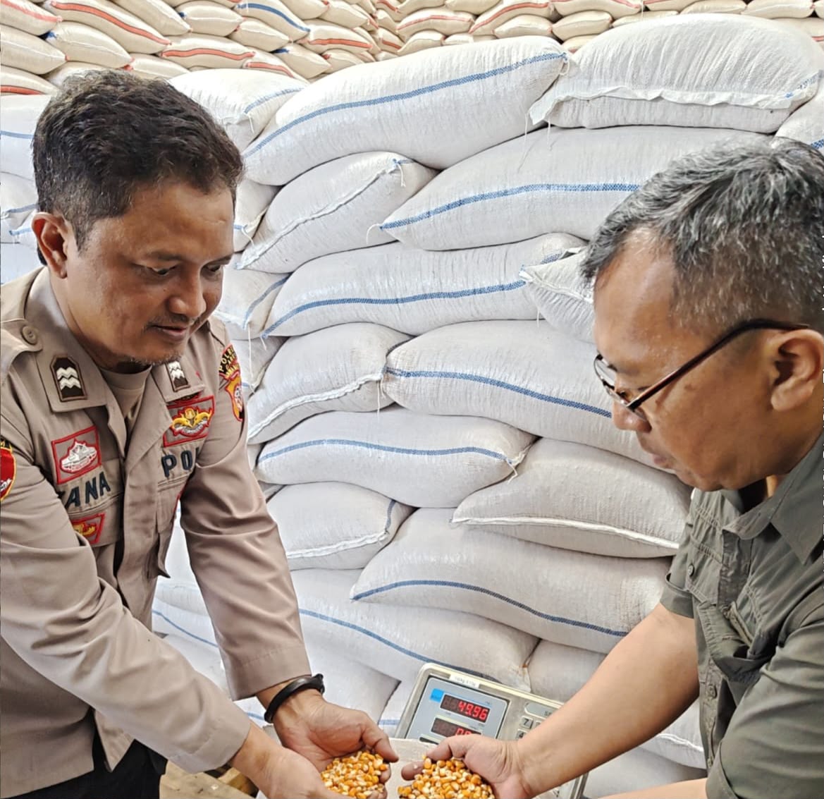 4 Ton Jagung Petani Cibalong Diserap Bulog, Polri Hadir Dukung Ketahanan Pangan 4 Ton Jagung Petani Cibalong Diserap Bulog, Polri Hadir Dukung Ketahanan Pangan