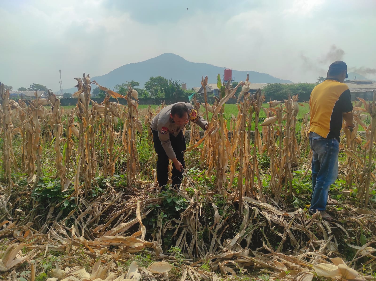 Panen Jagung Hibrida Berjalan Optimal, Polsek Rancaekek Polresta Bandung Perkuat Dukungan Ketahanan Pangan Nasional Panen Jagung Hibrida Berjalan Optimal, Polsek Rancaekek Polresta Bandung Perkuat Dukungan Ketahanan Pangan Nasional