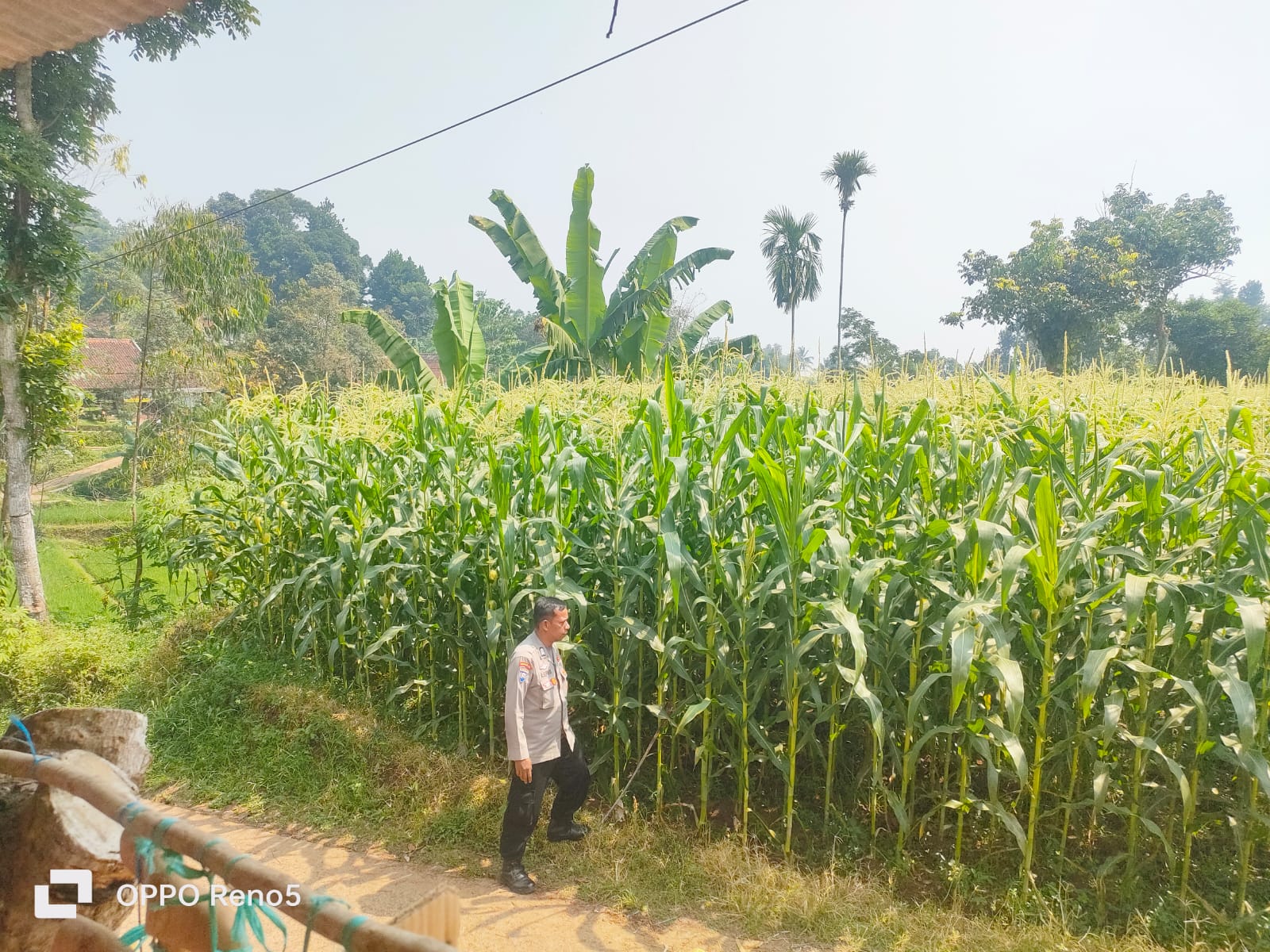 Peduli Ketahanan Pangan Nasional, Bhabinkamtibmas Polsek Banjaran Kontrol Pertumbuhan Jagung di Desa Mekarjaya