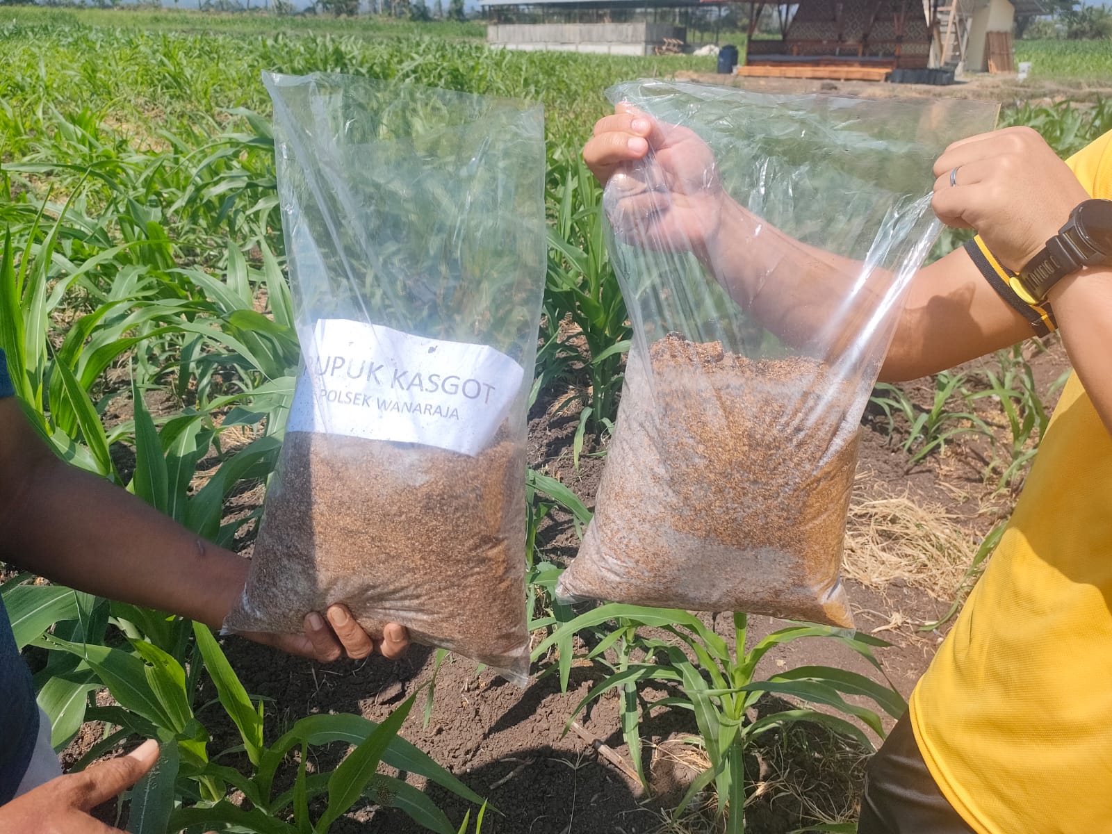 Inovasi Ketahanan Pangan Polres Garut Kotoran Maggot Diolah Menjadi Pupuk Organik untuk Tanaman Jagung