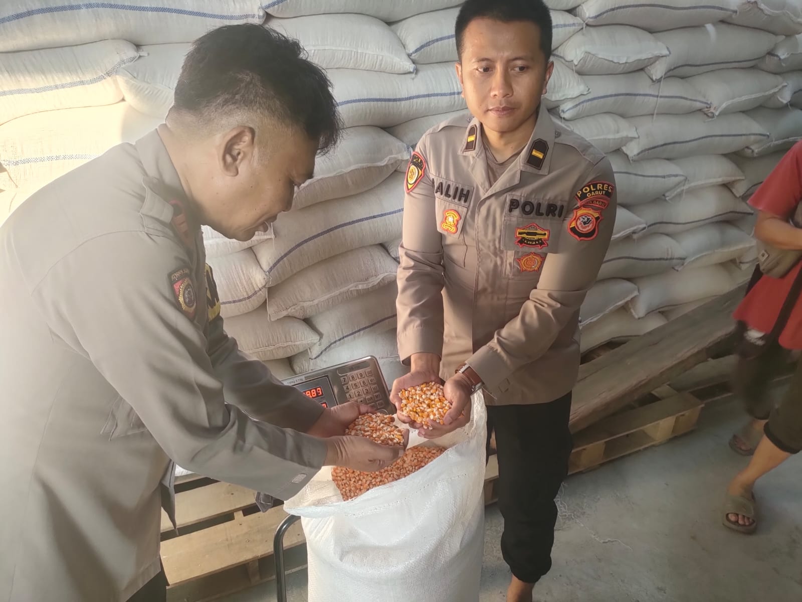 Polsek Caringin Kawal Penyerapan 4 Ton Jagung Hasil Panen Raya untuk Dukung Ketahanan Pangan Nasional Polsek Caringin Kawal Penyerapan 4 Ton Jagung Hasil Panen Raya untuk Dukung Ketahanan Pangan Nasional