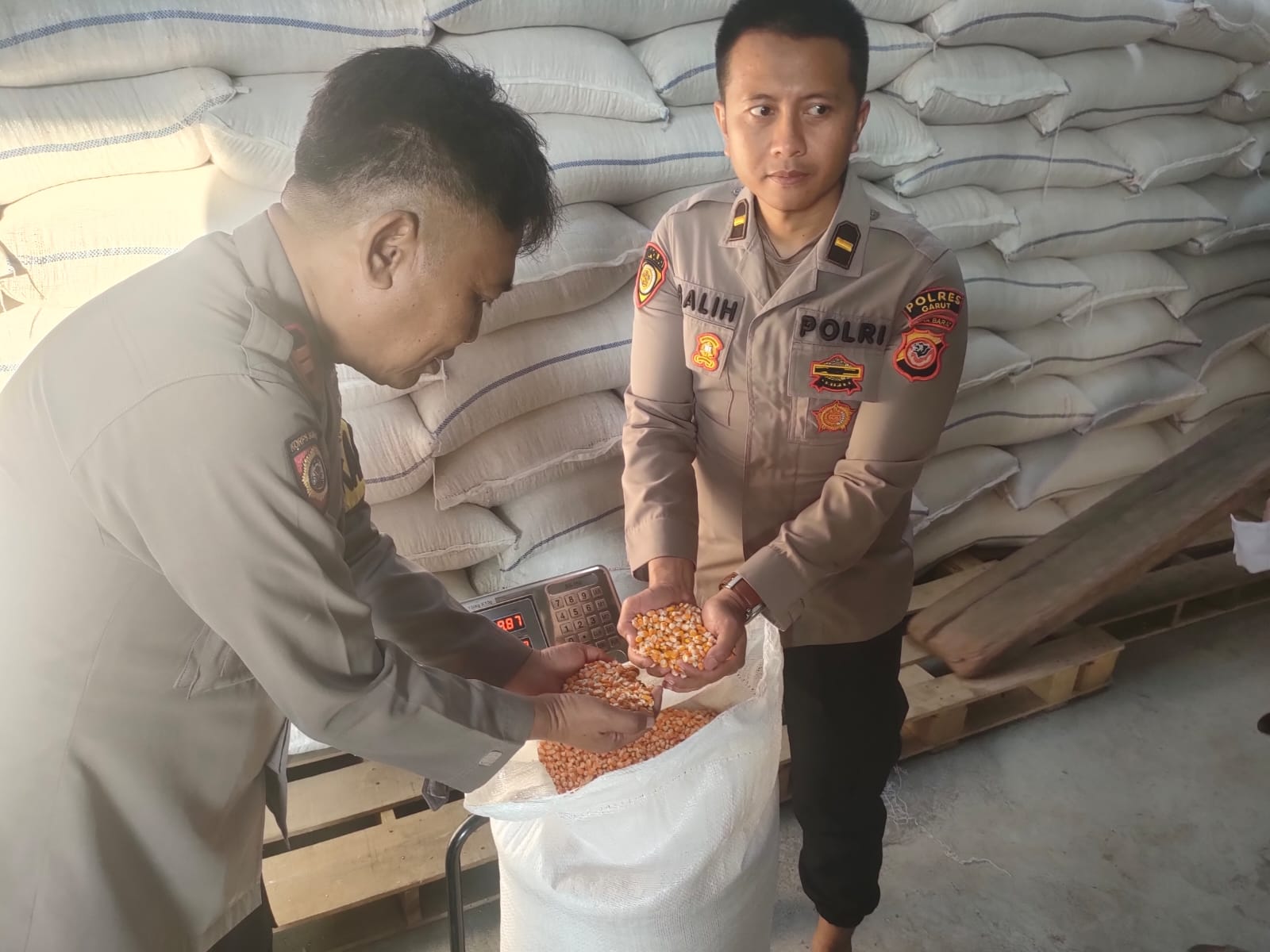Inovasi Ketahanan Pangan Polres Garut Kotoran Maggot Diolah Menjadi Pupuk Organik untuk Tanaman Jagung