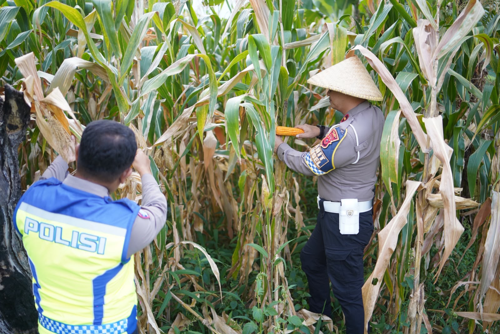 Sat Lantas Polres Garut Monitoring dan Pengecekan Tanaman Jagung dalam Rangka Mendukung Program Ketahanan Pangan Sat Lantas Polres Garut Monitoring dan Pengecekan Tanaman Jagung dalam Rangka Mendukung Program Ketahanan Pangan