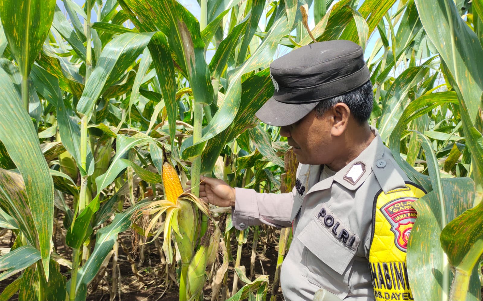 Polsek Cilawu Ikuti Panen Raya Jagung Serentak Kuartal II, Dukung Program Ketahanan Pangan Asta Cita. Polsek Cilawu Ikuti Panen Raya Jagung Serentak Kuartal II, Dukung Program Ketahanan Pangan Asta Cita.