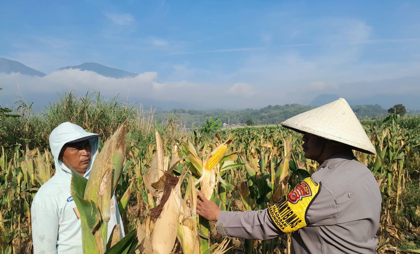 Sinergi Polri dan Kelompok Tani, Tanaman Jagung Binaan di Kadungora Tumbuh Subur Jelang Masa Panen Sinergi Polri dan Kelompok Tani, Tanaman Jagung Binaan di Kadungora Tumbuh Subur Jelang Masa Panen