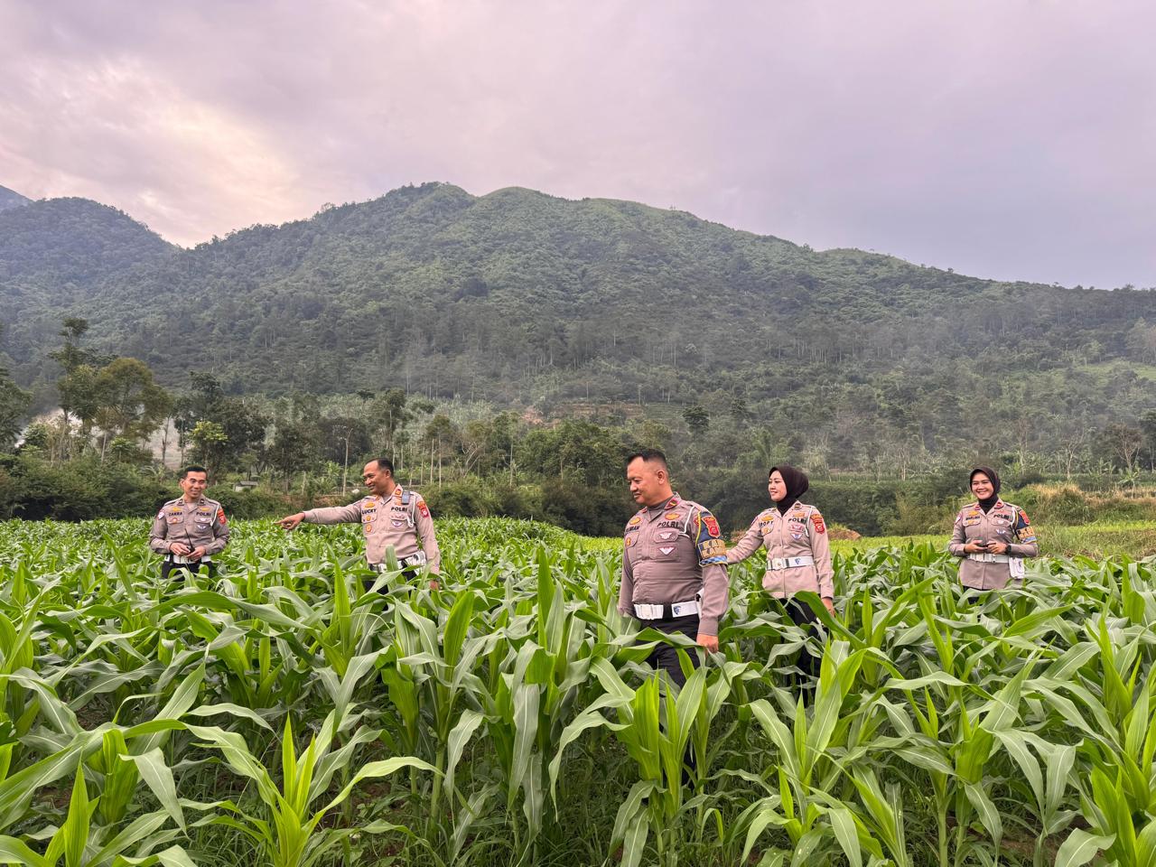 POLRI MONITORING TANAMAN JAGUNG, DUKUNG KETAHANAN PANGAN NASIONAL DI GARUT POLRI MONITORING TANAMAN JAGUNG, DUKUNG KETAHANAN PANGAN NASIONAL DI GARUT