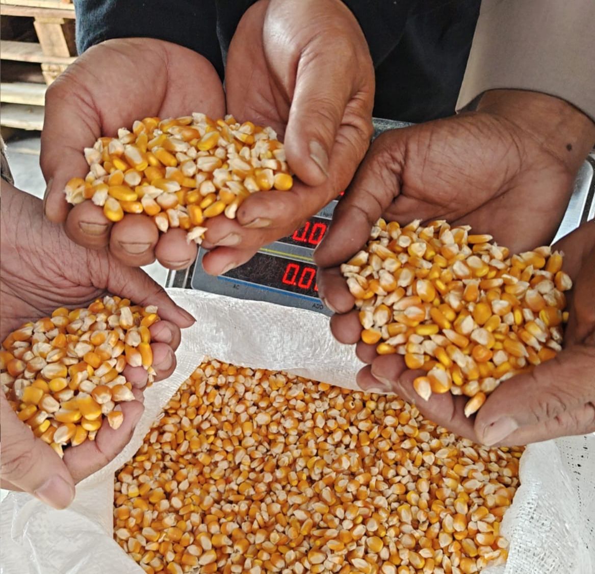 Dukung Ketahan Pangan Polres Garut Kawal Hasil Panen 2 Ton Jagung Dukung Ketahan Pangan Polres Garut Kawal Hasil Panen 2 Ton Jagung