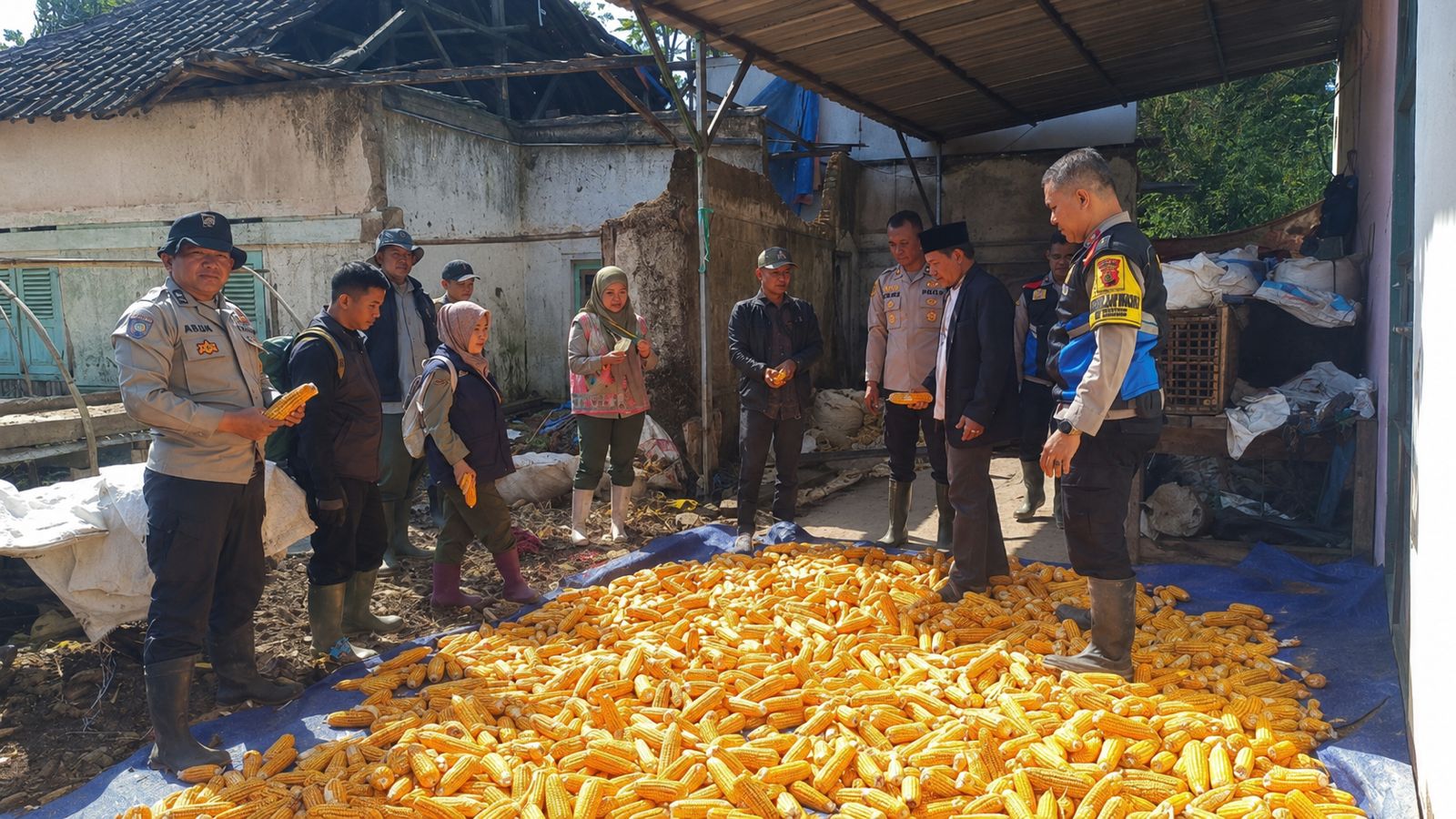 Dukung Ketahanan Pangan, Polsek Pasirwangi Kontrol Pasca Panen Jagung Dukung Ketahanan Pangan, Polsek Pasirwangi Kontrol Pasca Panen Jagung