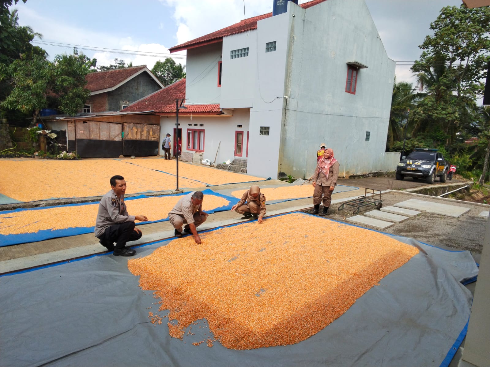 Pastikan Hasil Panen Optimal, Polsek Sukawening Lakukan Monitoring Pasca Panen Jagung