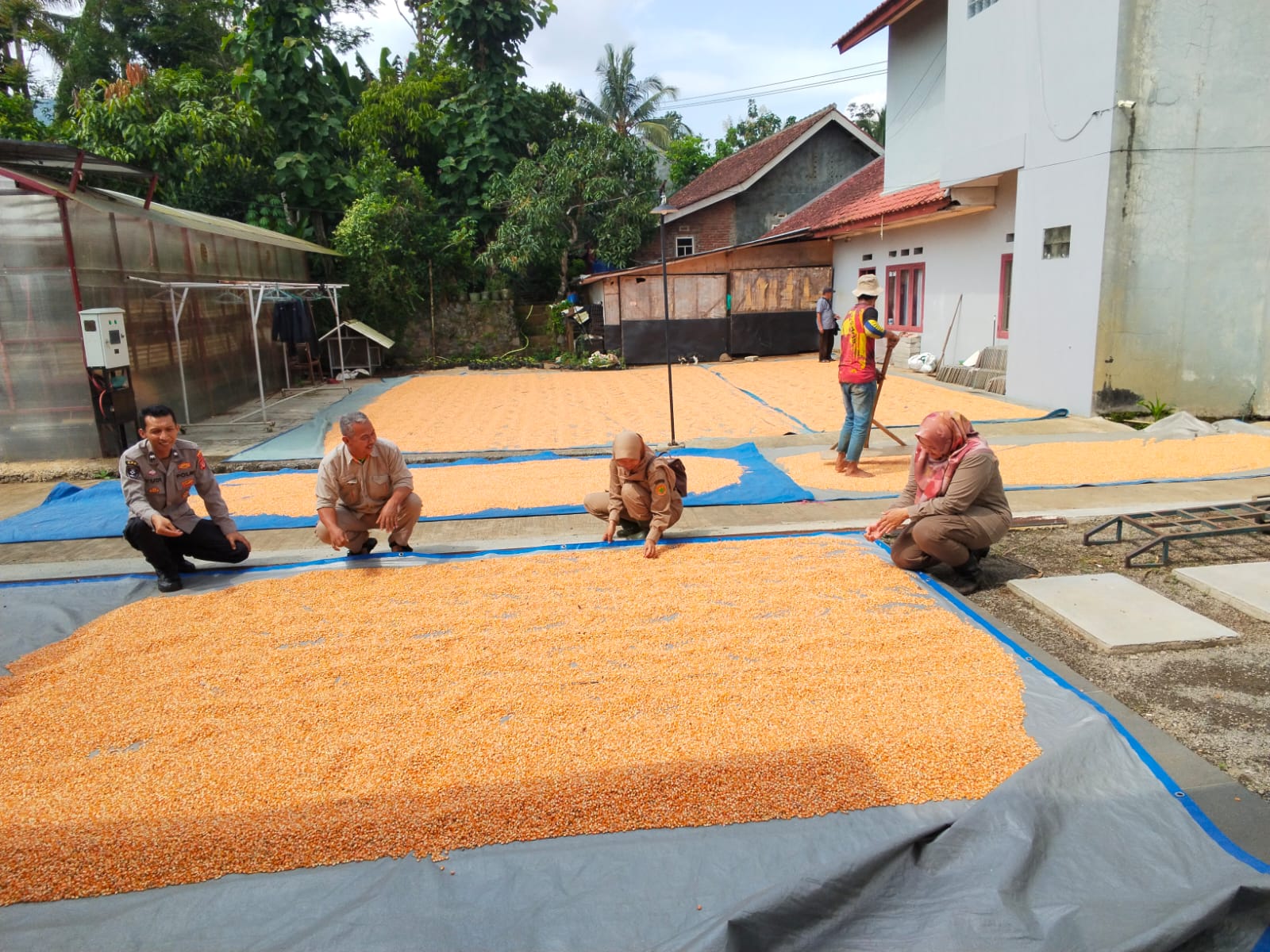 Jaga Kualitas dan Nilai Jual Jagung, Polsek Sukawening Intensifkan Monitoring Pasca Panen