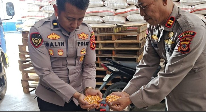 Panen 4 Ton Jagung, Polsek Pameungpeuk Perkuat Ketahanan Pangan Nasional Panen 4 Ton Jagung, Polsek Pameungpeuk Perkuat Ketahanan Pangan Nasional