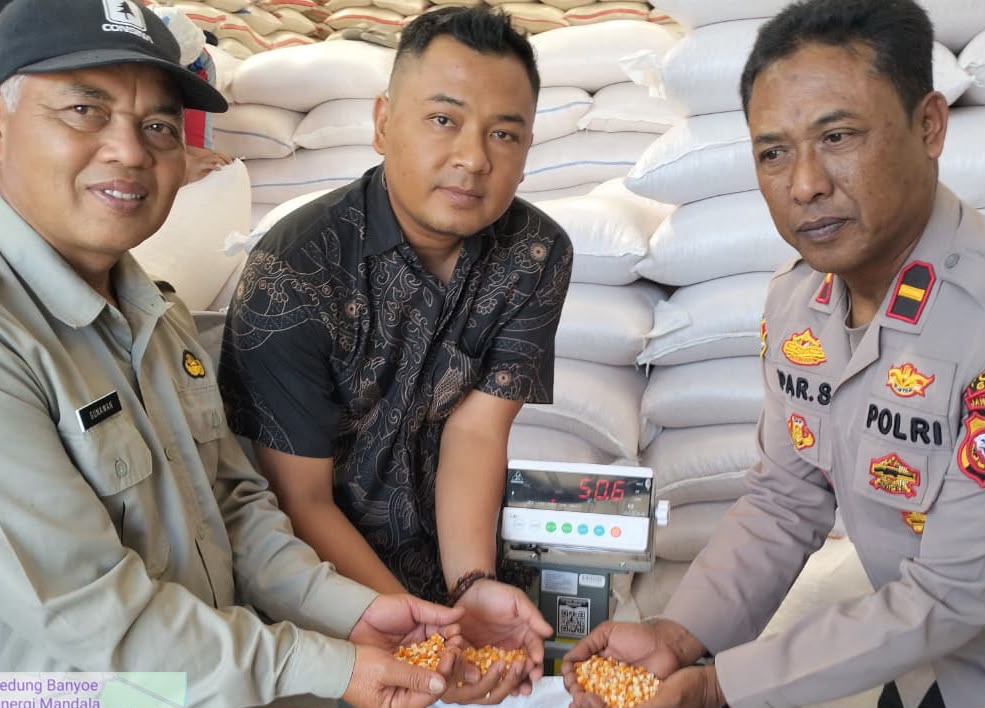 Dukung Ketahanan Pangan Nasional,Total Penyerapan Jagung di Banjarwangi Tembus 10,5 Ton Dukung Ketahanan Pangan Nasional,Total Penyerapan Jagung di Banjarwangi Tembus 10,5 Ton